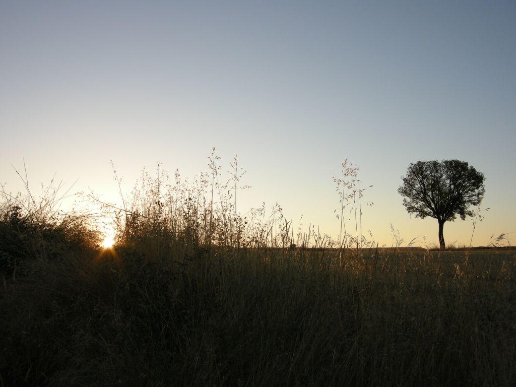 15 marzo 2015, IV domenica di quaresima, “Chi fa la verità viene verso la luce…” (Gv 3,21)