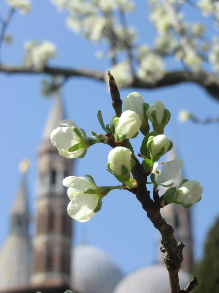 Pasqua di risurrezione 2018, dalla basilica di sant’Antonio di Padova