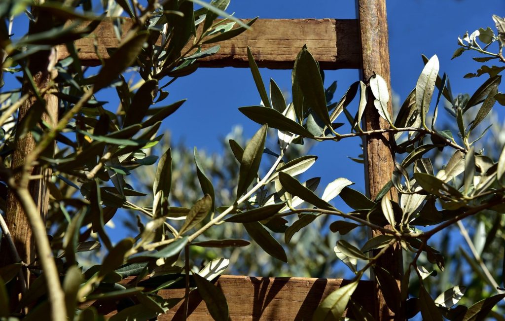 DOMENICA 28 MARZO 2021 DOMENICA DELLE PALME – S. SISTO III PAPA