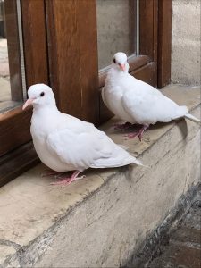 Semplicità e prudenza