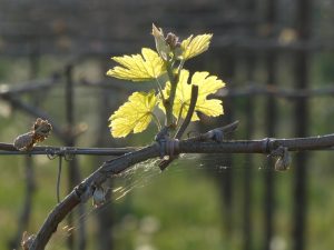 La bellezza gradita