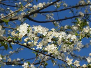 È Dio che restituisce respiro e vita