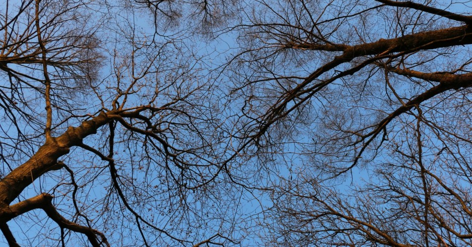 Villaggio S. Antonio, alberi in autunno Villaggio S. Antonio, alberi in autunno