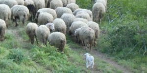 Martedì II Settimana di Avvento